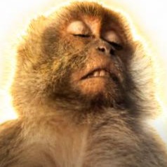 Relaxed Monkey logo