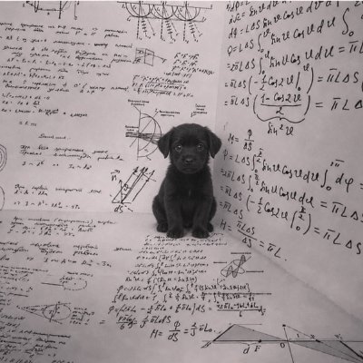 thesisdog