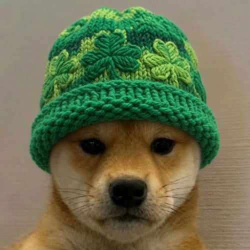 LuckyPup