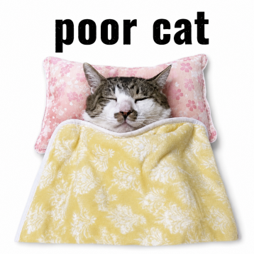 POORCAT