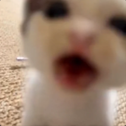 miaaaaaaaaaaw