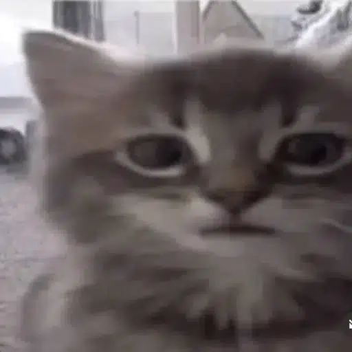 Stormi