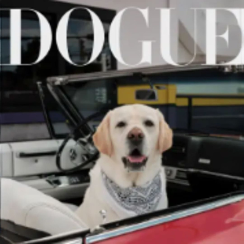 Dogue