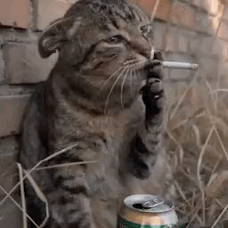 CATIRED