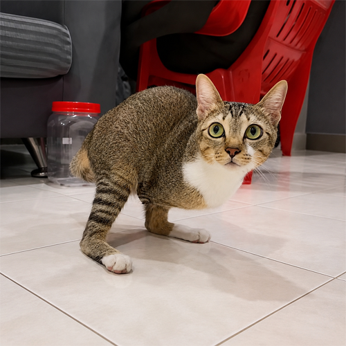 Tutu The Dinocat logo
