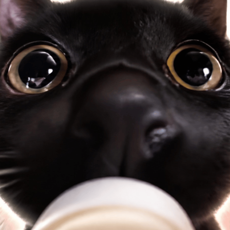 Onyx
