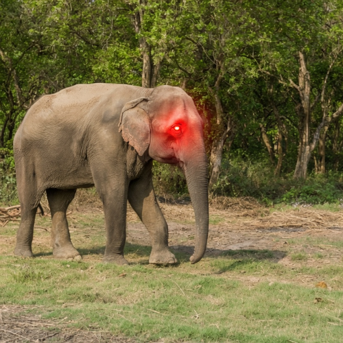 The Rogue Elephant logo