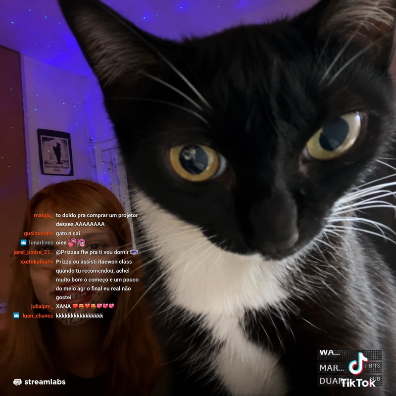 Meowderator