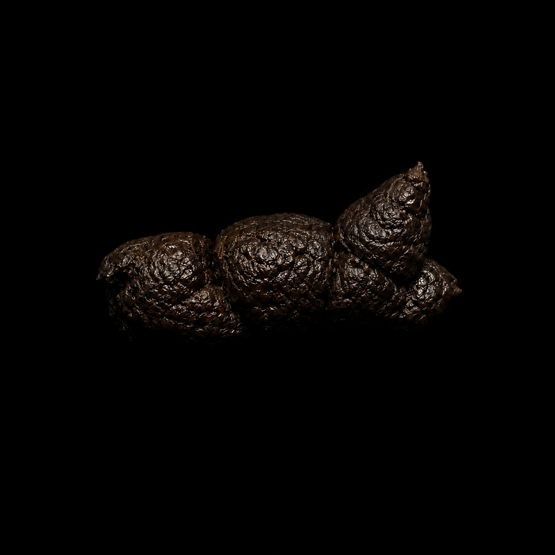 Catshit Coin logo