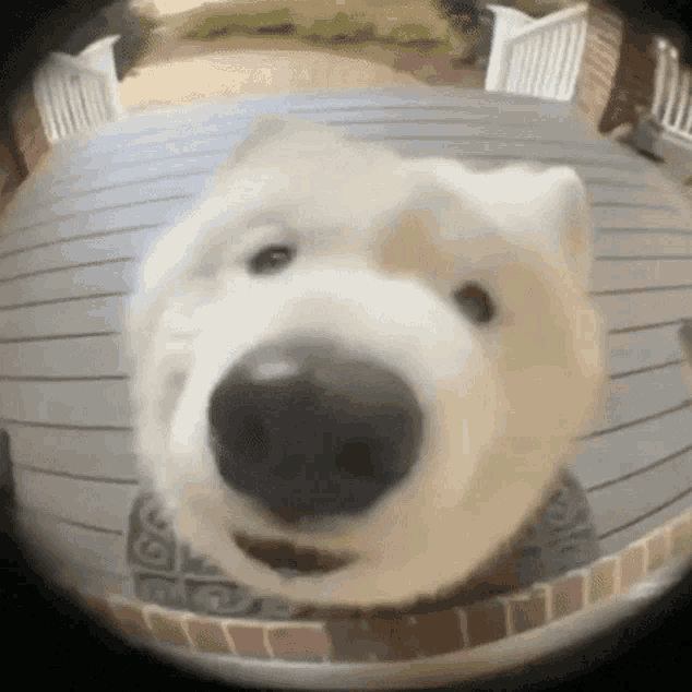 wuf