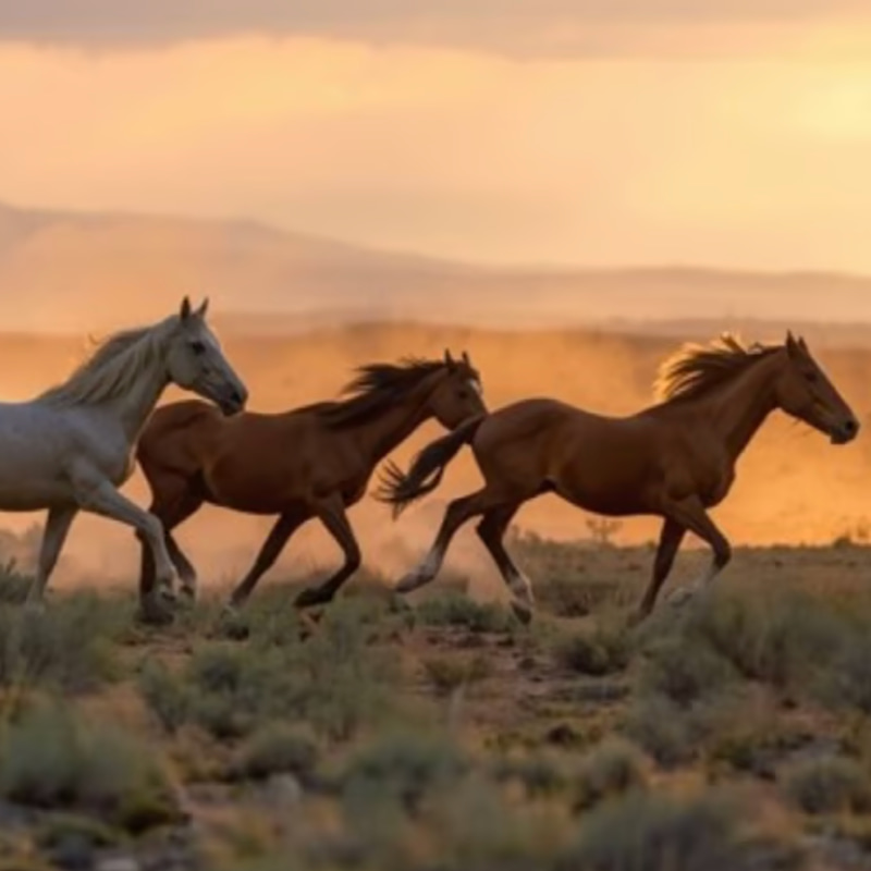 HORSES