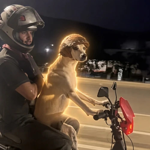 Dog On Bike logo