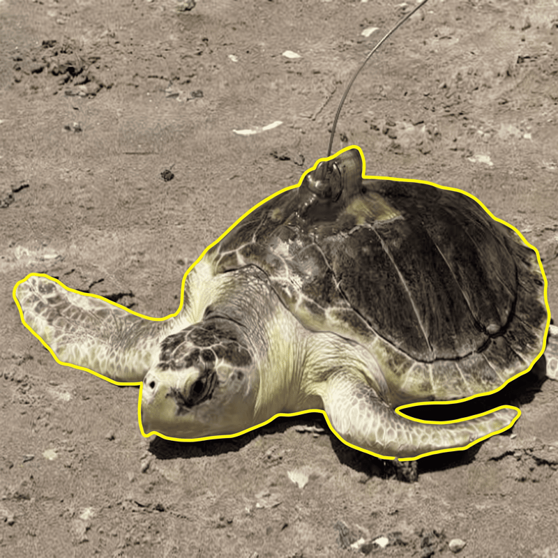 Pancake The Sea Turtle logo