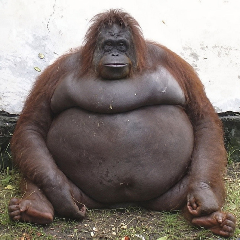 Apewifsize logo