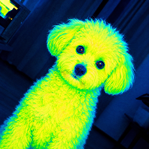 QDOG