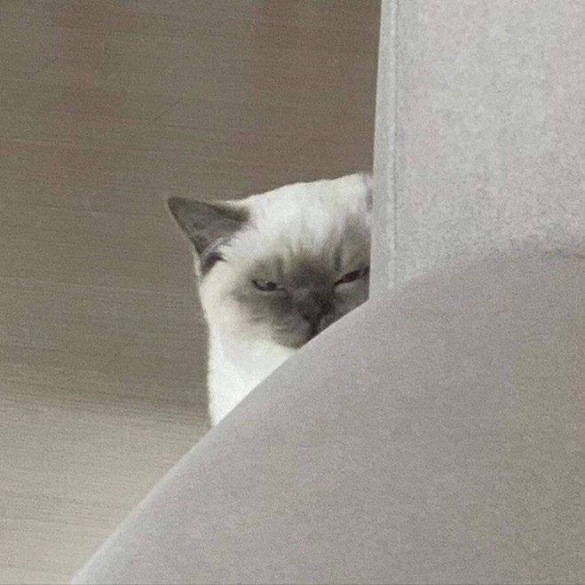 Suscat