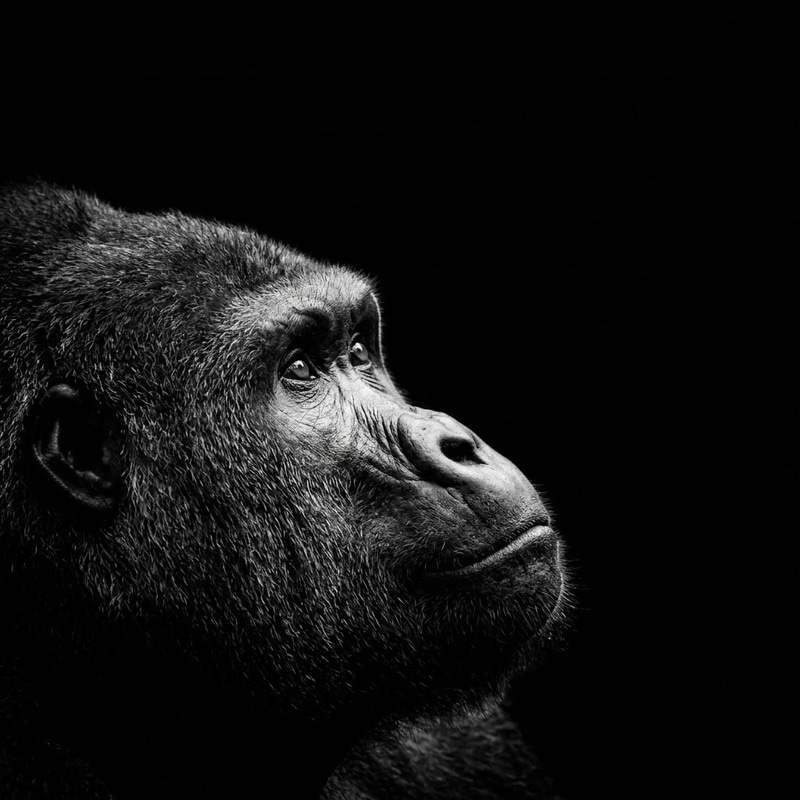 The Ape logo