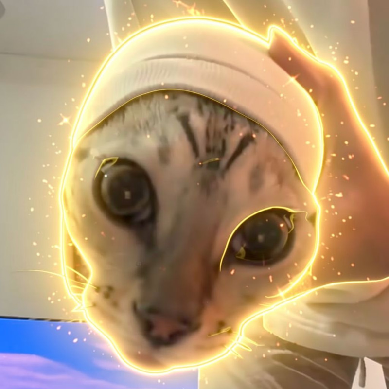 Cat In Sleeve logo