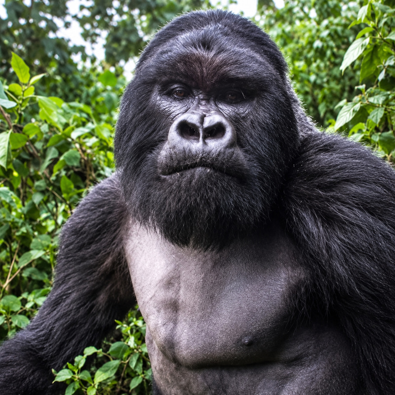 Ape Or Die logo