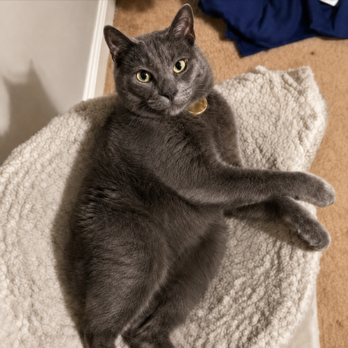 Short-spined Cat logo