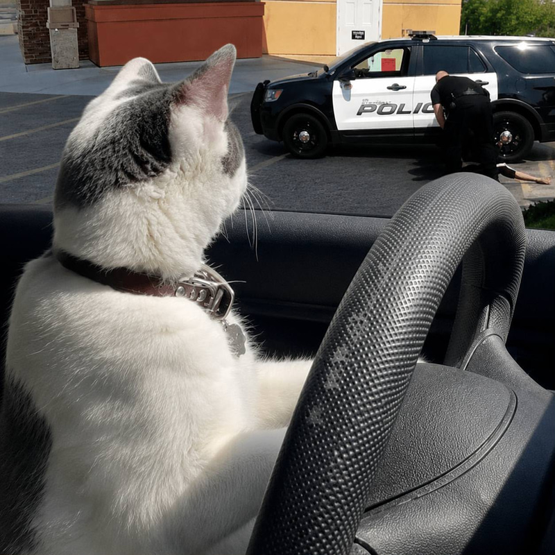 Drivingcat logo