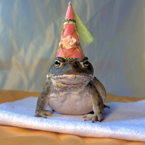 frogwif 