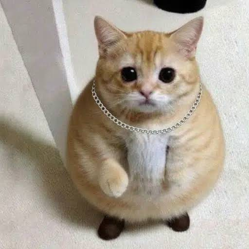 FATCAT