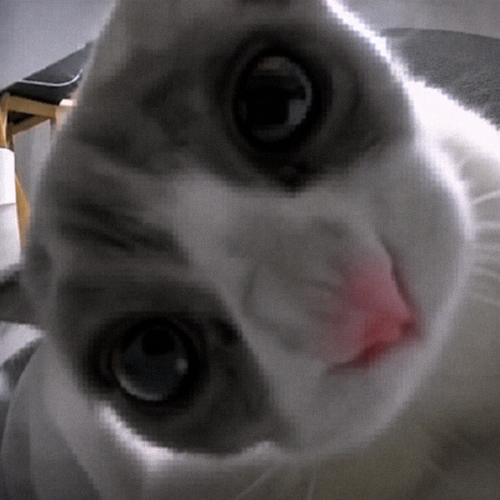 hangrycat