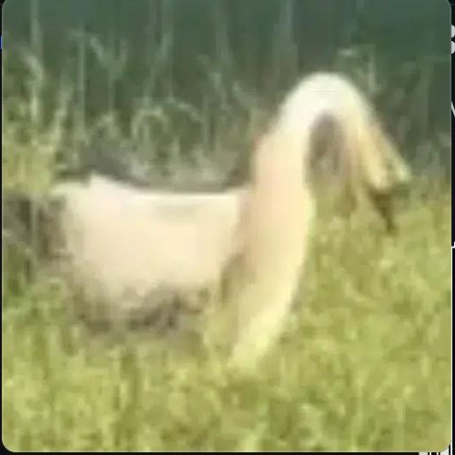 Donald The Goose logo