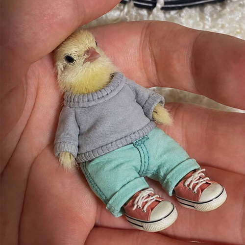 Just A Chill Chick logo