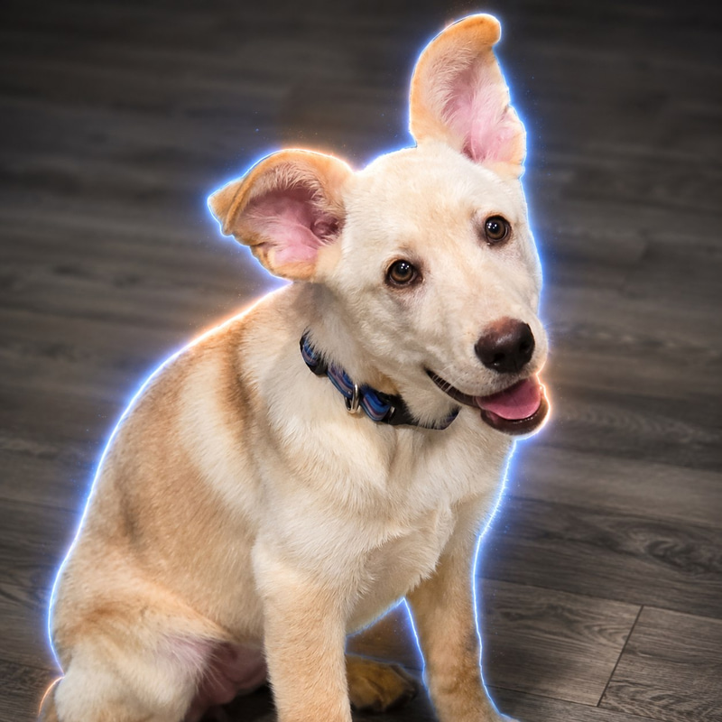 Elon's Dog logo