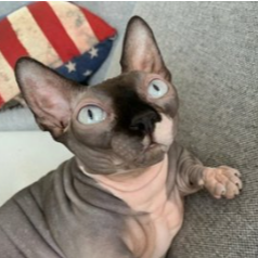 Nala The Bald Cat logo