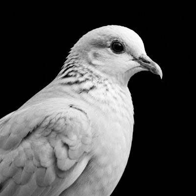 The Dove logo