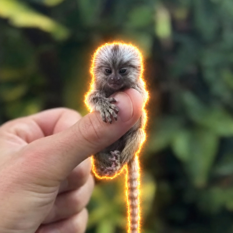 Marmoset
