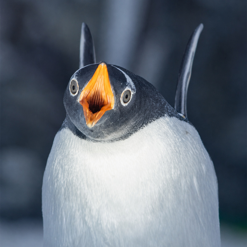 Gentoo The Penguin logo