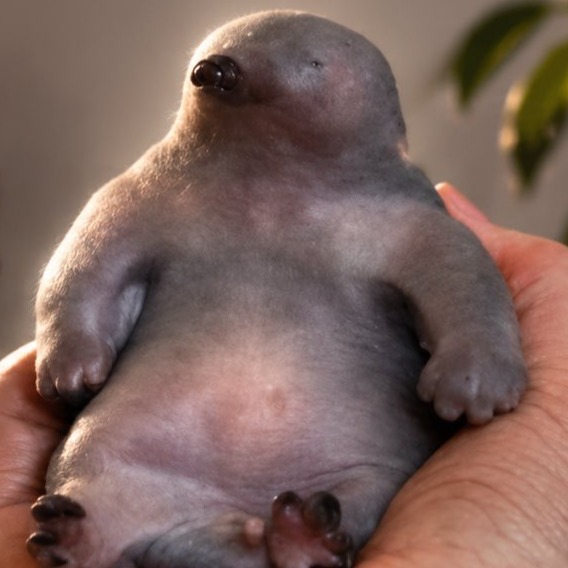 Puggle