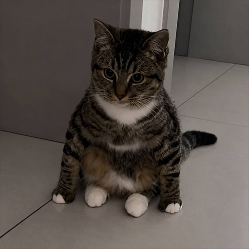 MEOW