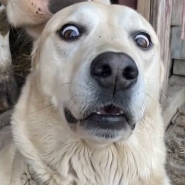 RUFUS