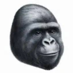 4Chan Monkey logo