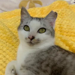 SOL