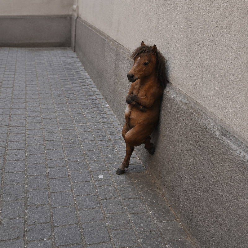 HORSE