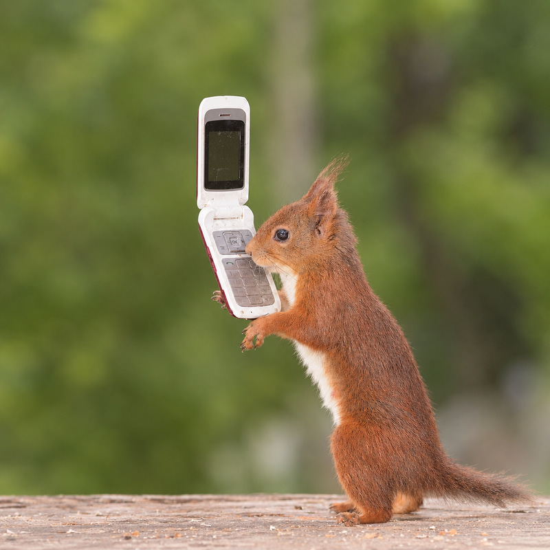 Squirrel On Fone logo