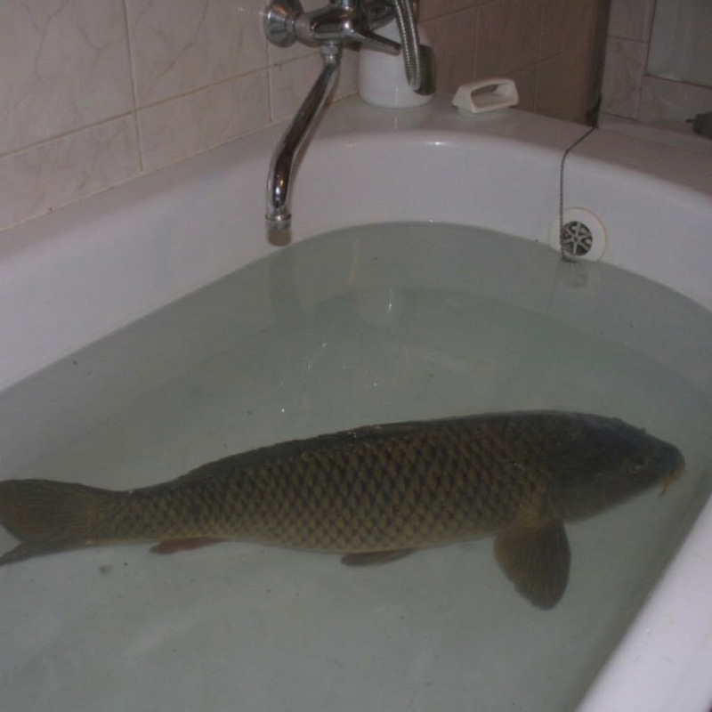 carp
