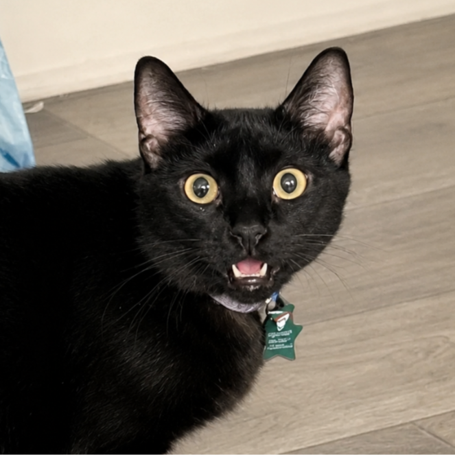 Nova