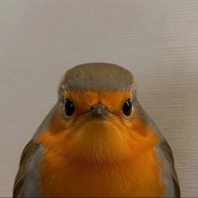 Robin
