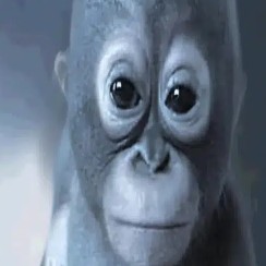 Budi