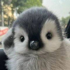 peanie