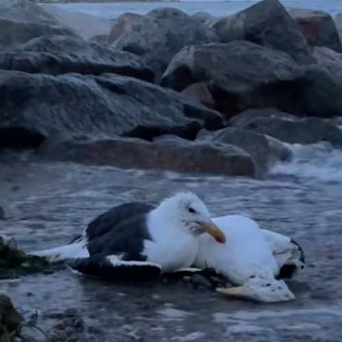 The Grieving Seagull logo