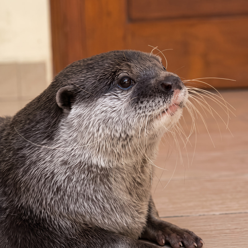 Ottermoka logo