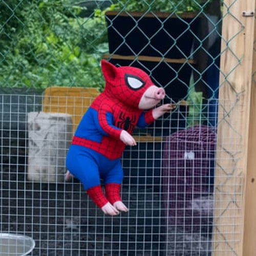 spiderpig